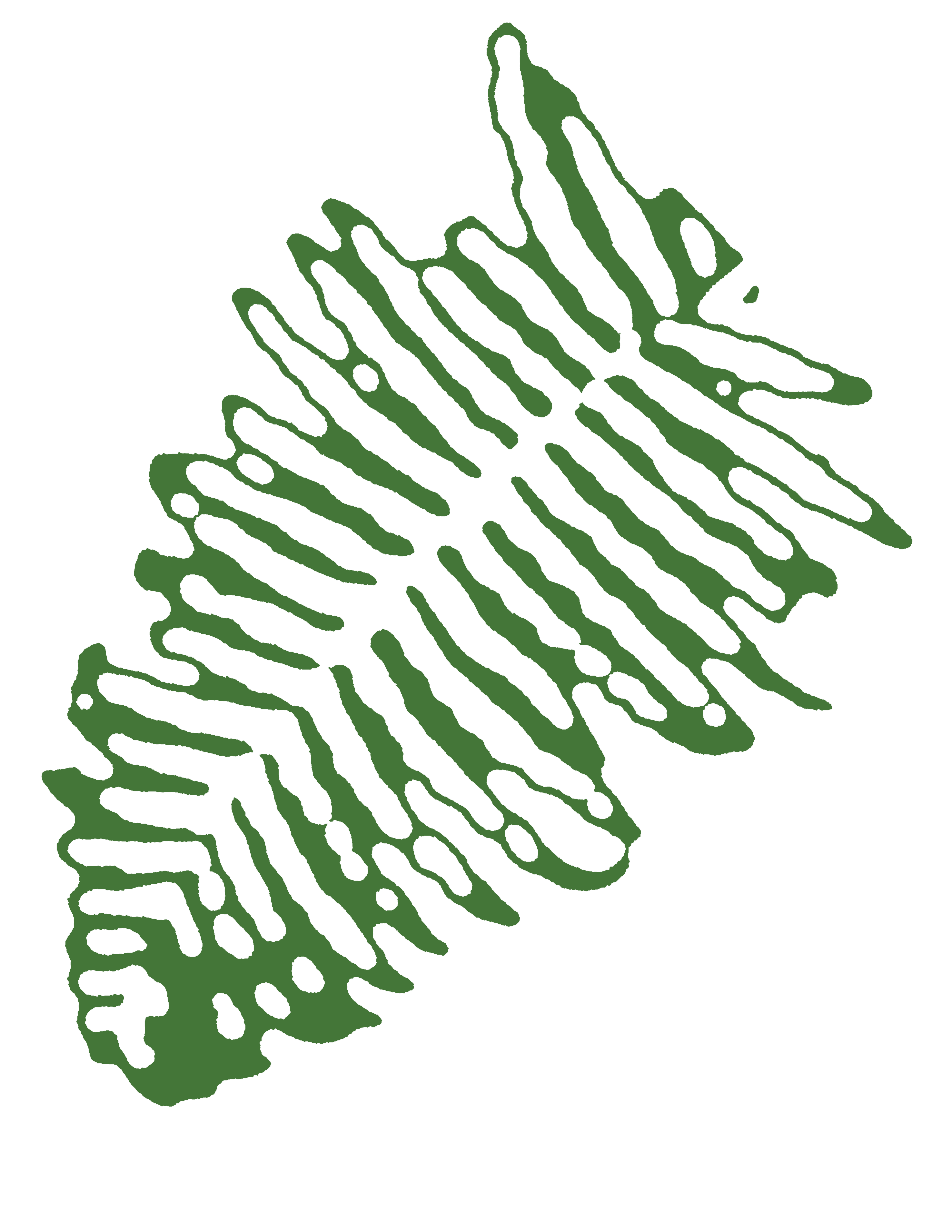 fern frond sherbrooke
