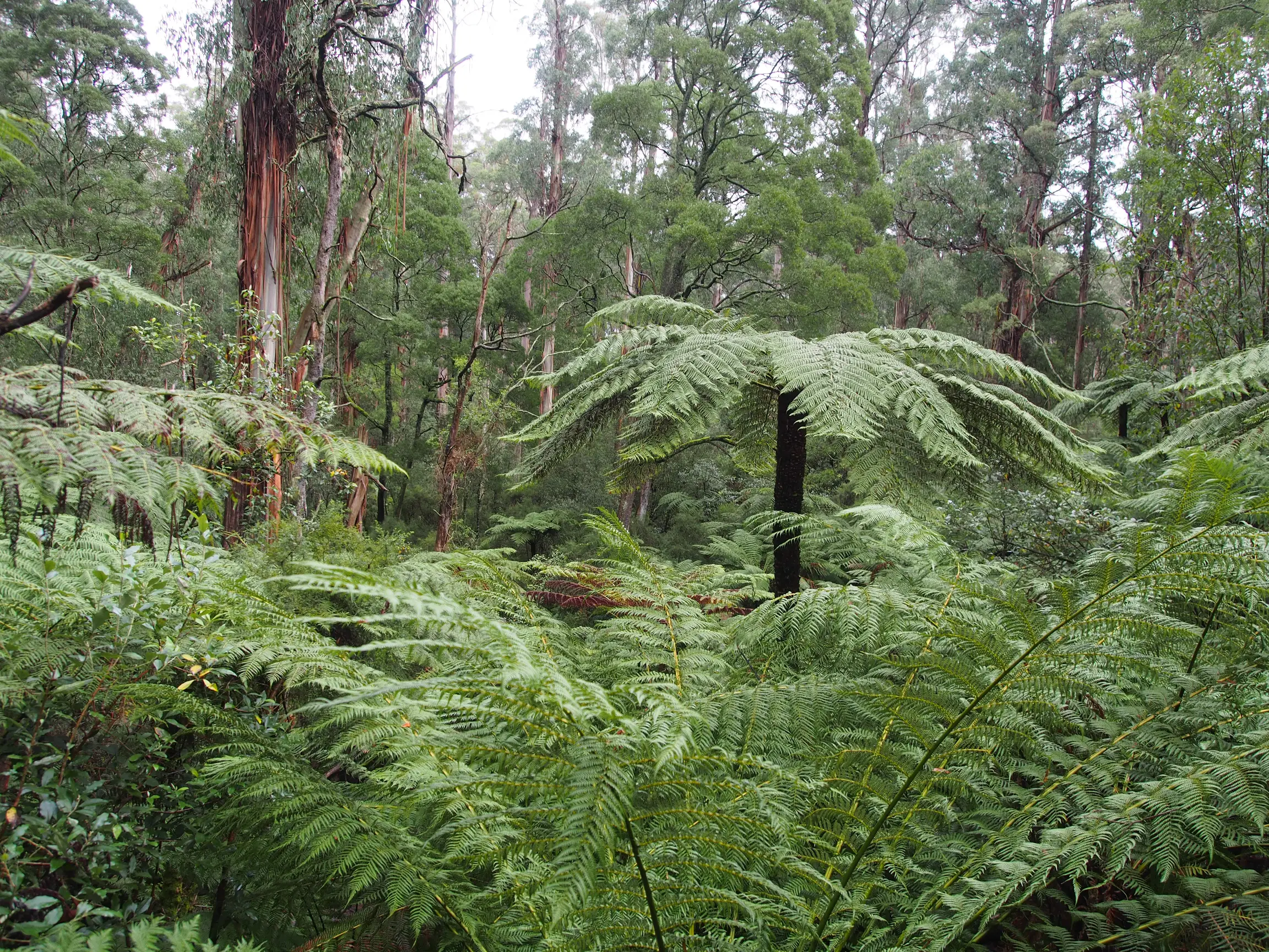 sherbrooke forest