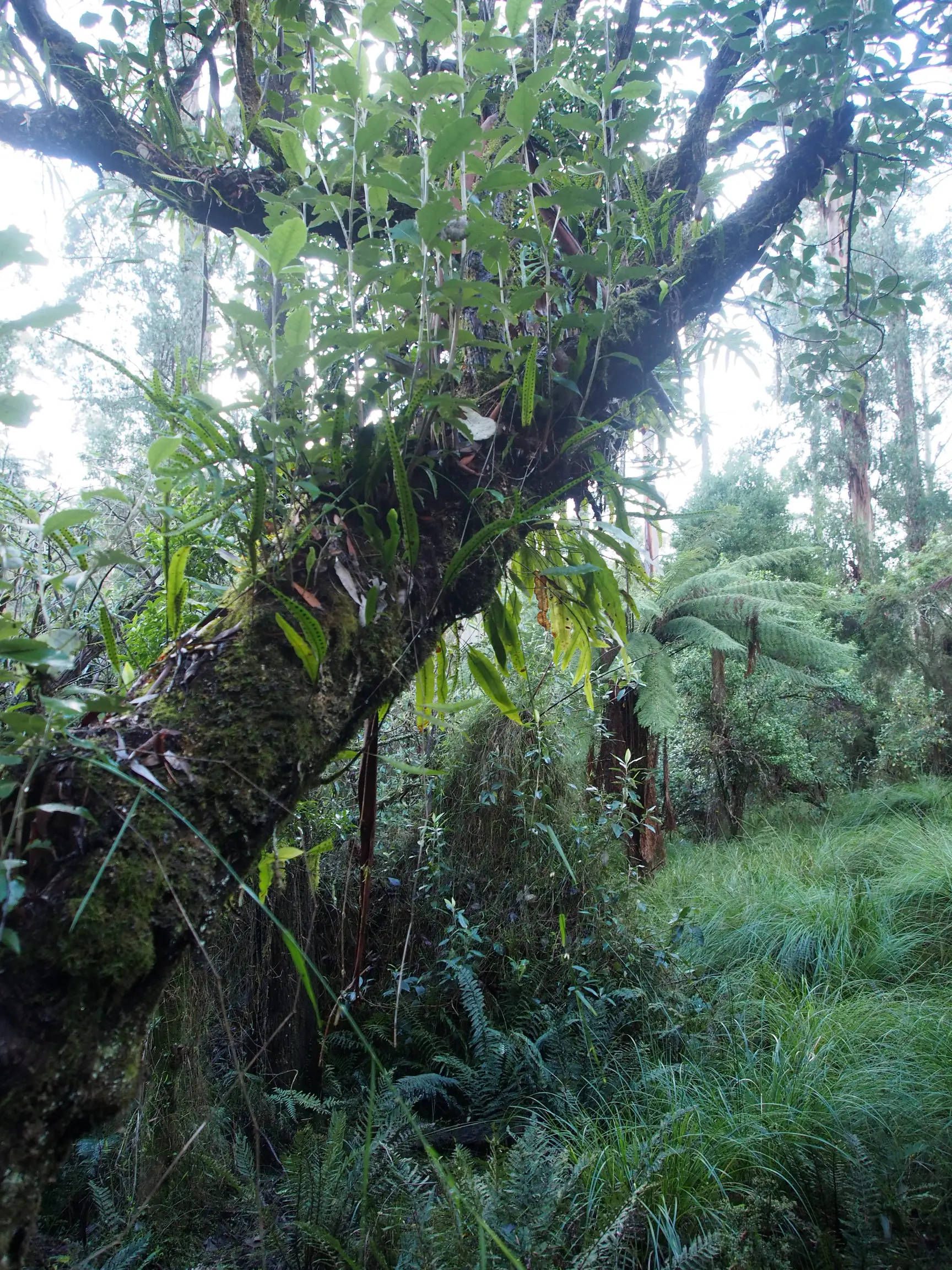friends of sherbrooke forest