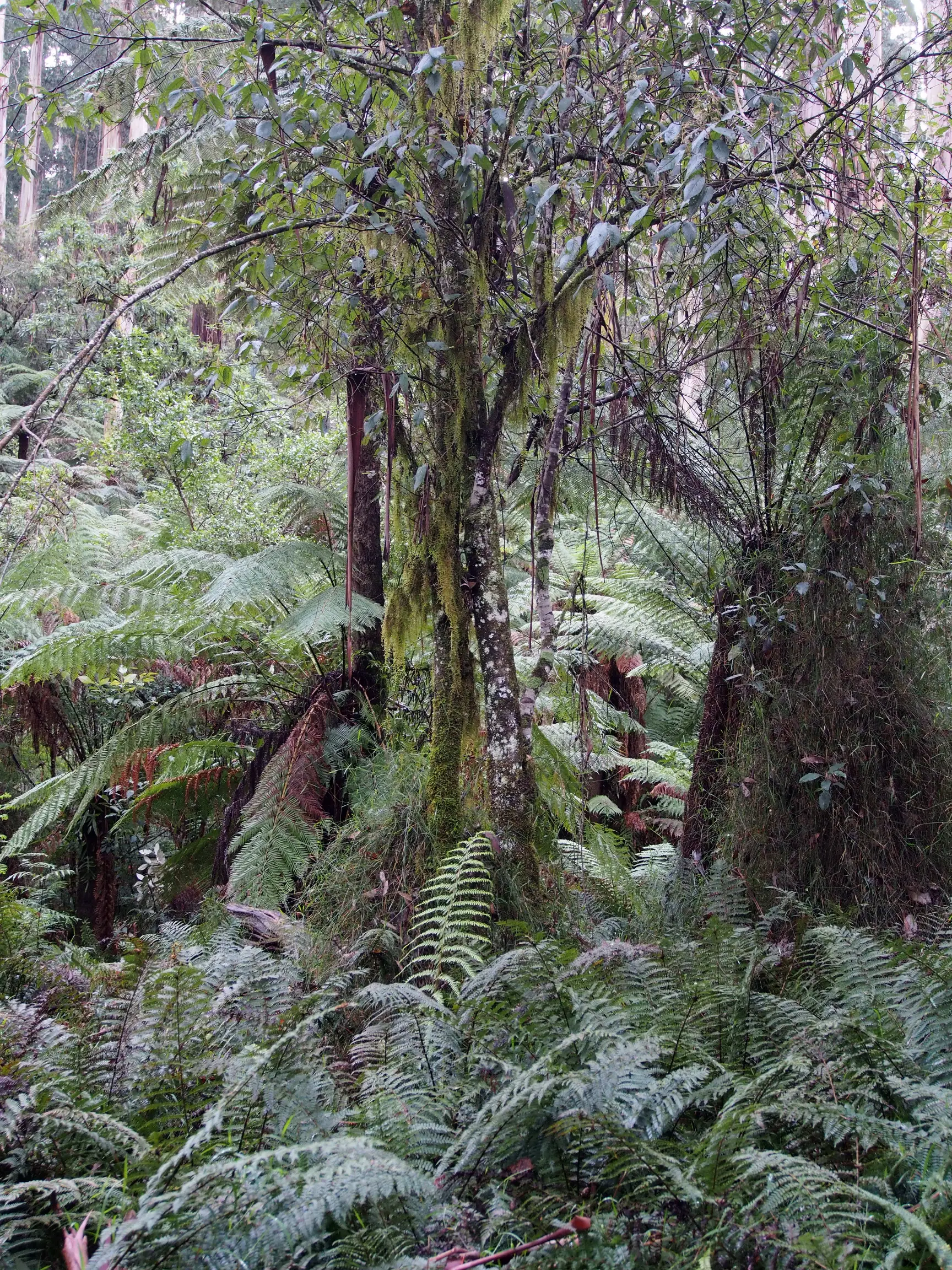 sherbrooke forest