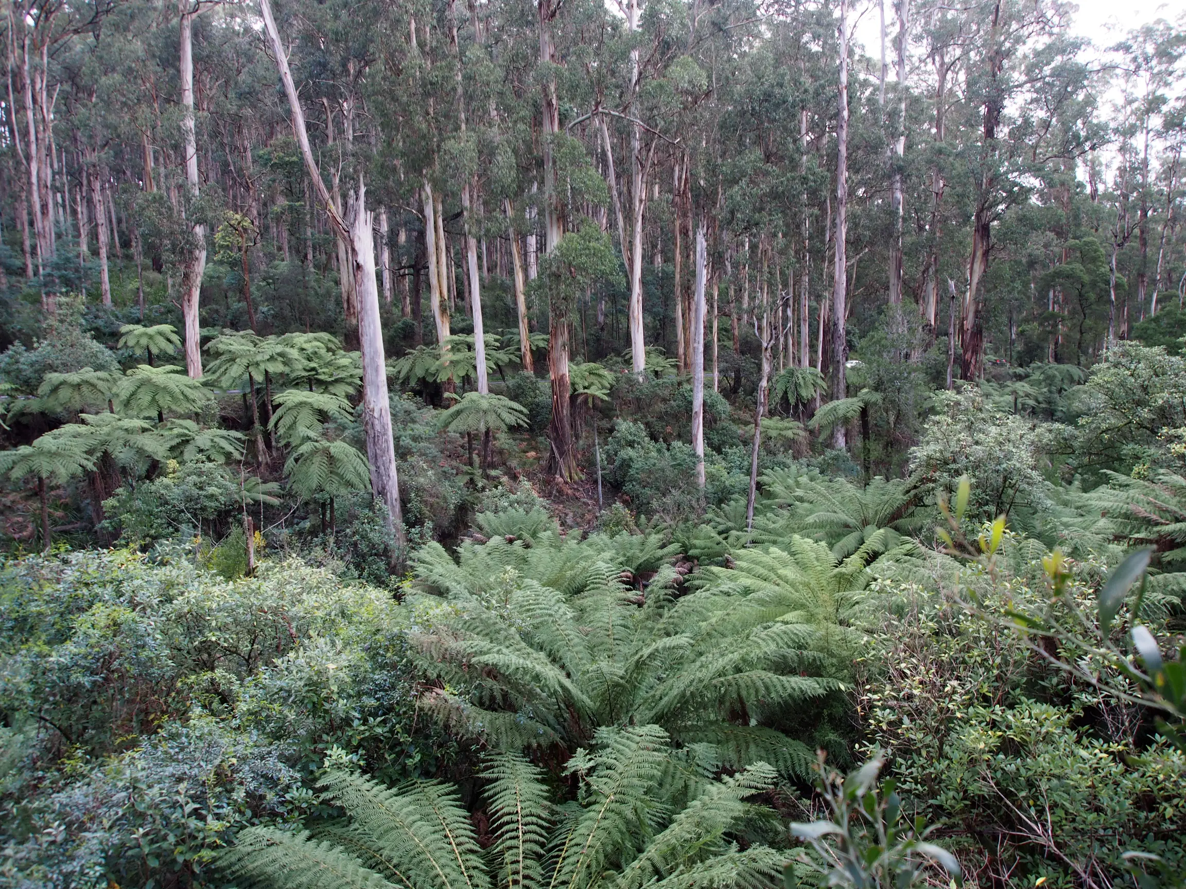 sherbrooke forest