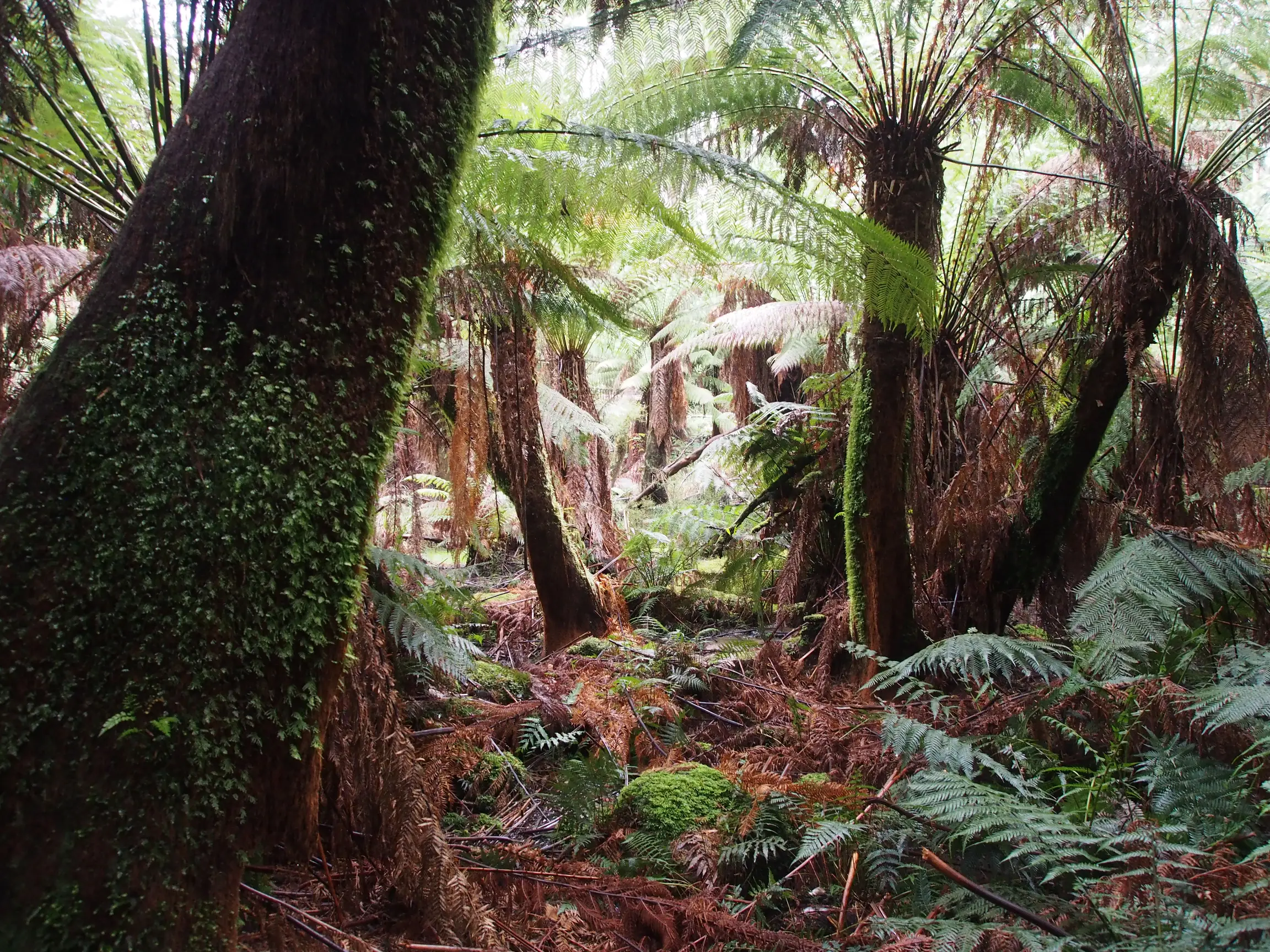 sherbrooke forest