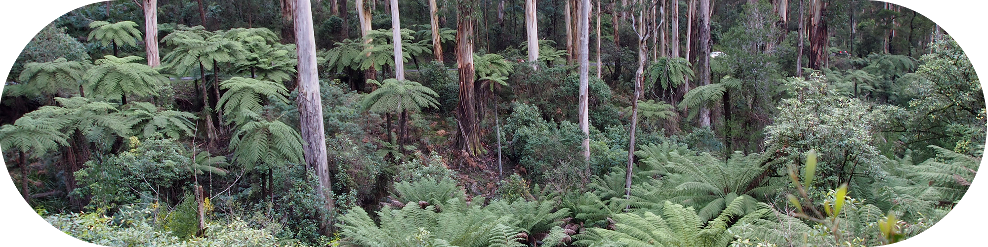sherbrooke forest photo slider