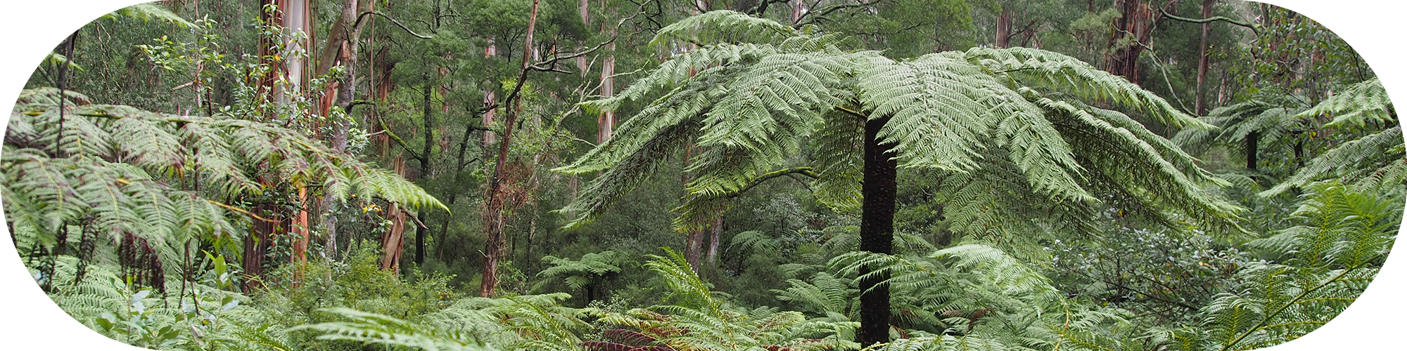 sherbrooke forest photo slider